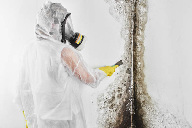 Professional Mold Removal in Montgomeryville, PA